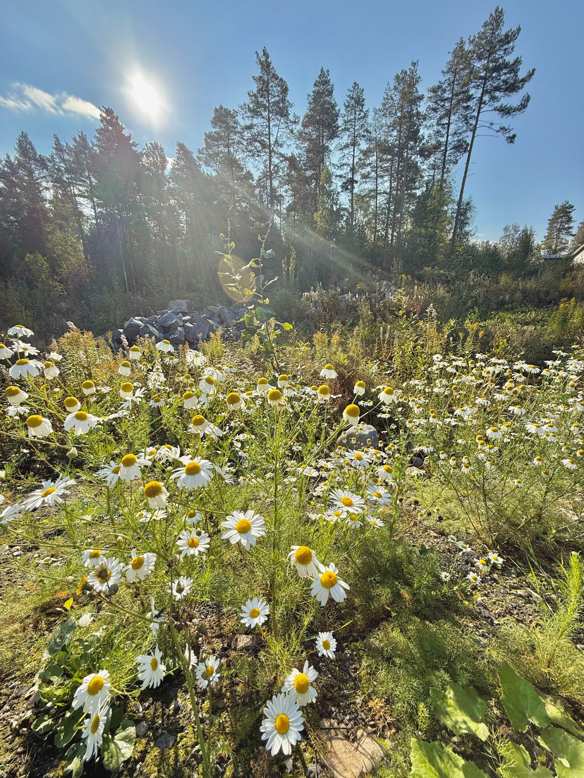 Her står vi på tomta der vi skal bygge