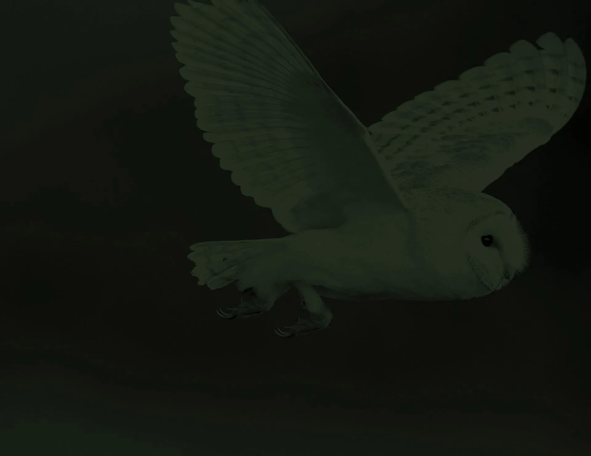 Predio main page cover features flying white owl on a dimmed dark-green background.